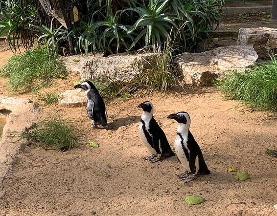 אז כיצד מבדילים בין פינגווין אחד לאחר? // צילום: ליאור פלג